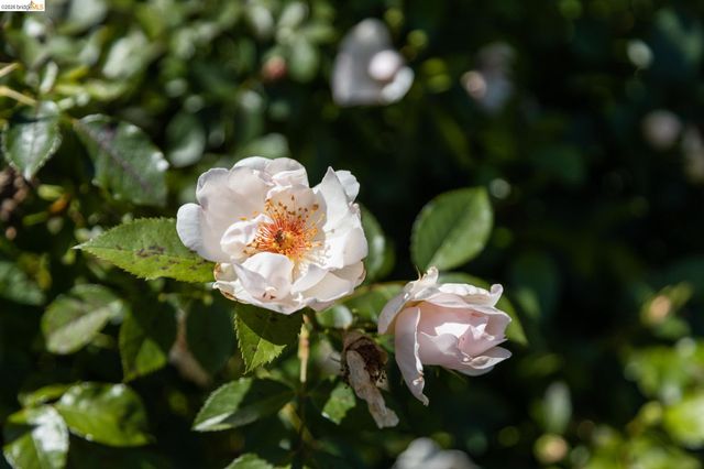 1250 Ocean Ave, Emeryville, CA 94608