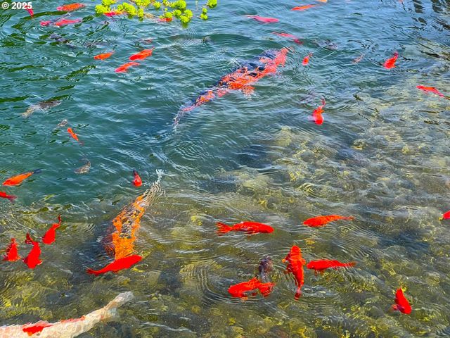 98126 W BENHAM Ln 9, Brookings, OR 97415