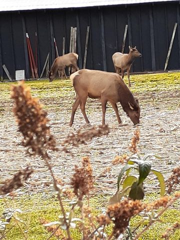 94 Market Street, Maggie Valley, NC 28751