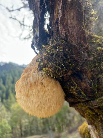 18781 E Evans Creek Road, Rogue River, OR 97537