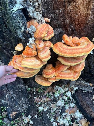 18781 E Evans Creek Road, Rogue River, OR 97537