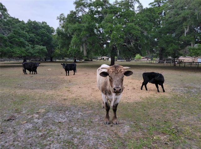 11419 OLD CRYSTAL RIVER ROAD, Brooksville, FL 34601