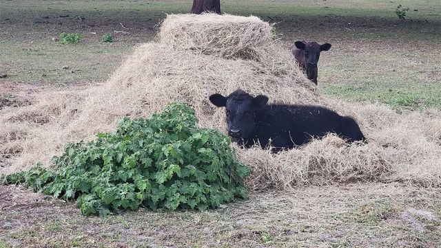 11419 OLD CRYSTAL RIVER ROAD, Brooksville, FL 34601