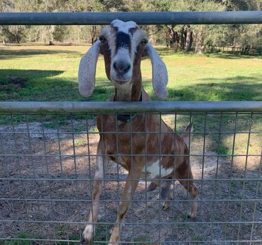 11419 OLD CRYSTAL RIVER ROAD, Brooksville, FL 34601