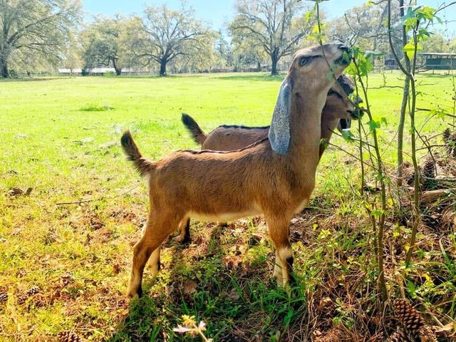 11419 OLD CRYSTAL RIVER ROAD, Brooksville, FL 34601