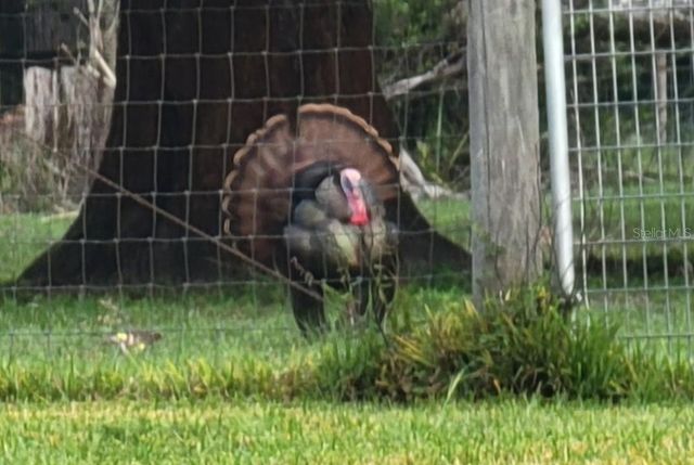 11419 OLD CRYSTAL RIVER ROAD, Brooksville, FL 34601