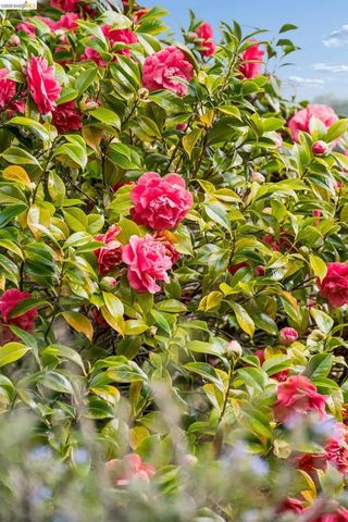 233 Capricorn Ave, Oakland, CA 94611