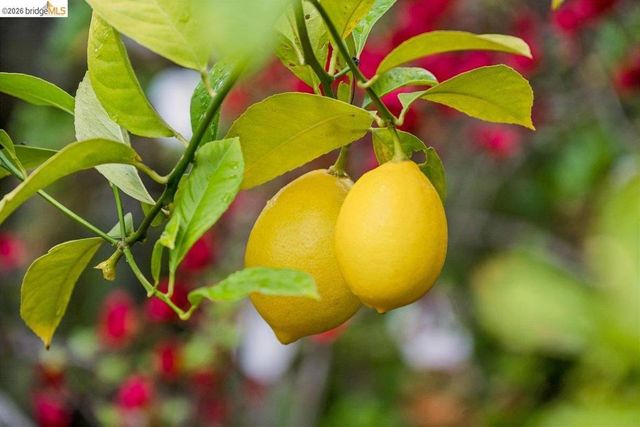 233 Capricorn Ave, Oakland, CA 94611