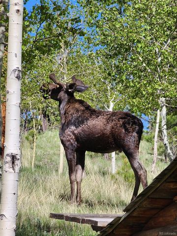 388 Clark Road, Bailey, CO 80421