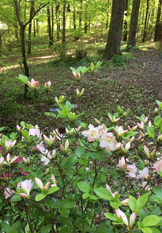 8580 GRAND OAKS CV, Bartlett, TN 38002