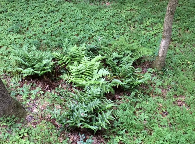 8580 GRAND OAKS CV, Bartlett, TN 38002