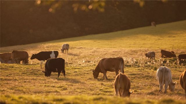 6480 Scenic View Trail, Bryan, TX 77808