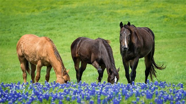 6480 Scenic View Trail, Bryan, TX 77808