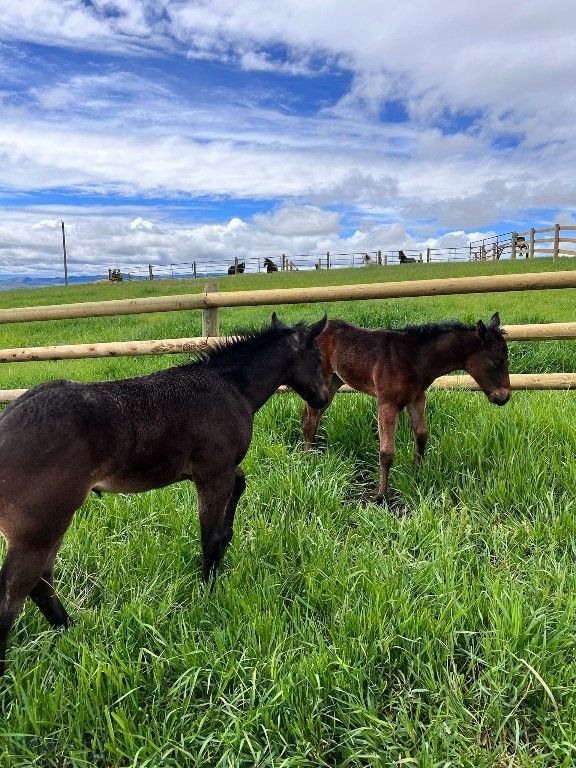 17630 Rocky Mountain Road, Belgrade, MT 59714 photo 45