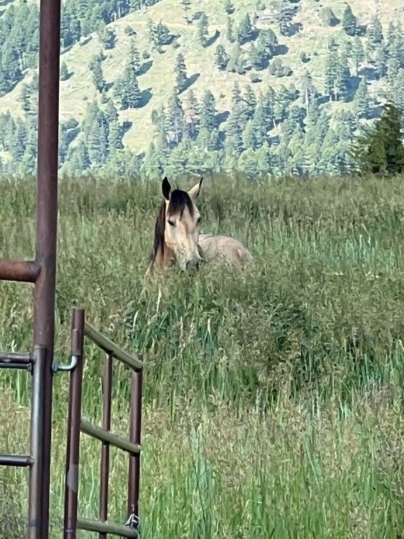 17630 Rocky Mountain Road, Belgrade, MT 59714 photo 63