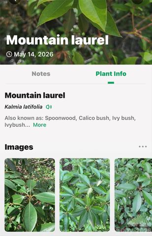 999 Justice Drive, Lake Lure, NC 28746