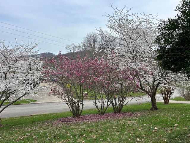 3404 Woodhaven Drive, Somerset, KY 42503