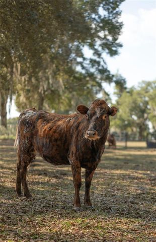 1650 NE 146TH AVENUE, Williston, FL 32696