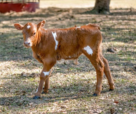 1650 NE 146TH AVENUE, Williston, FL 32696