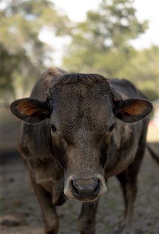 1650 NE 146TH AVENUE, Williston, FL 32696