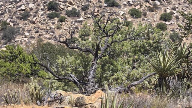 0 Old Cattle, Anza, CA 92539