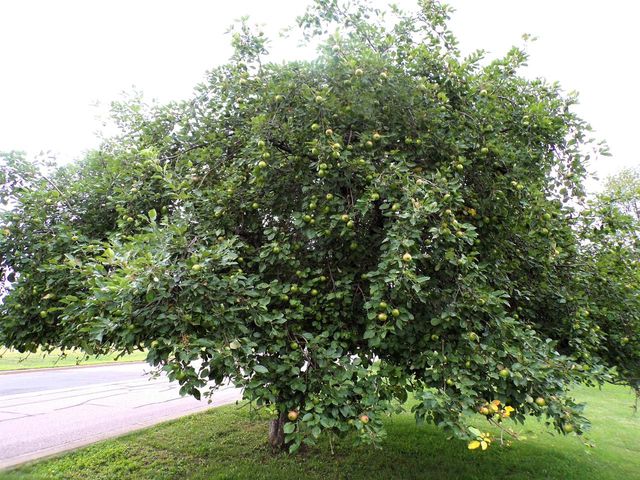 609 E SCHOFIELD AVENUE, Greenwood, WI 54437