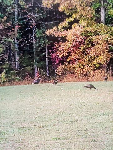 711 Becky Jane Road, Frenchburg, KY 40322