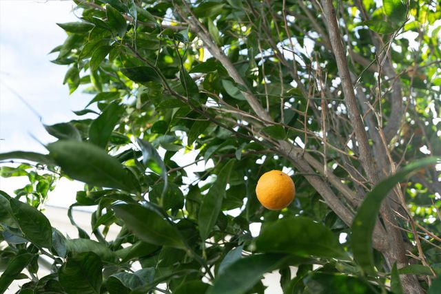 8625 Valley Rim Way, Antelope, CA 95843