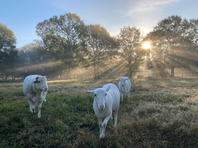 2790 Derby Lane, Madisonville, TX 77864