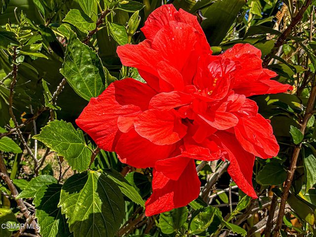 2189 Latham Street, Simi Valley, CA 93065