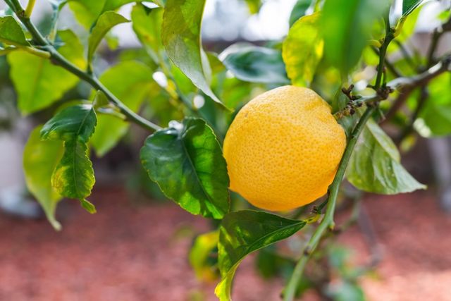 35 Leonard Ct, Alameda, CA 94502