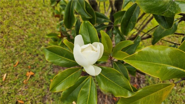 511 Autums Wood Circle, Brunswick, GA 31525