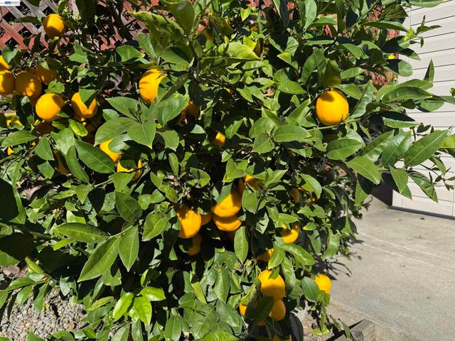 2672 2672 Watson St, Castro Valley, CA 94546