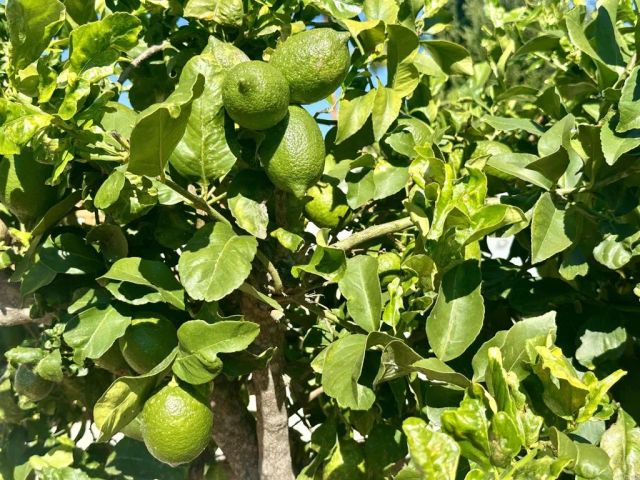 2445 S. Stage Coach Ln., Fallbrook, CA 92028