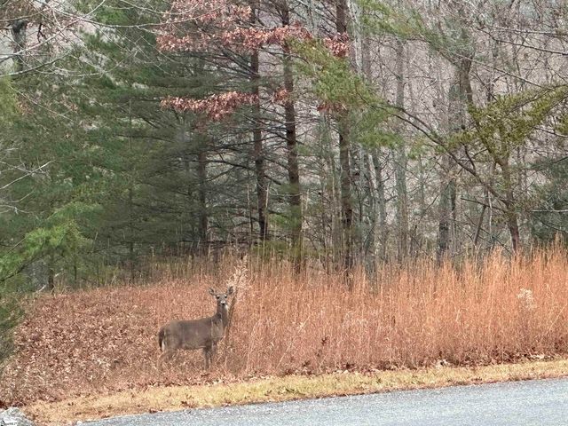 00 Jackson Cove Road Lot 2, Mill Spring, NC 28756
