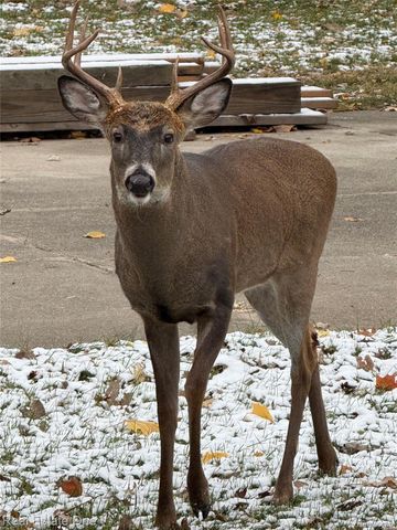 31941 Kathryn Street, Garden City, MI 48135