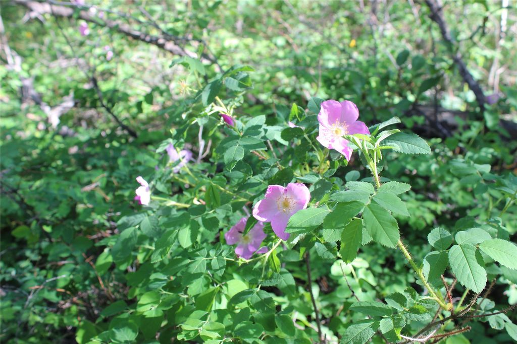 NHN Austin Road, Helena, MT 59601 photo 3