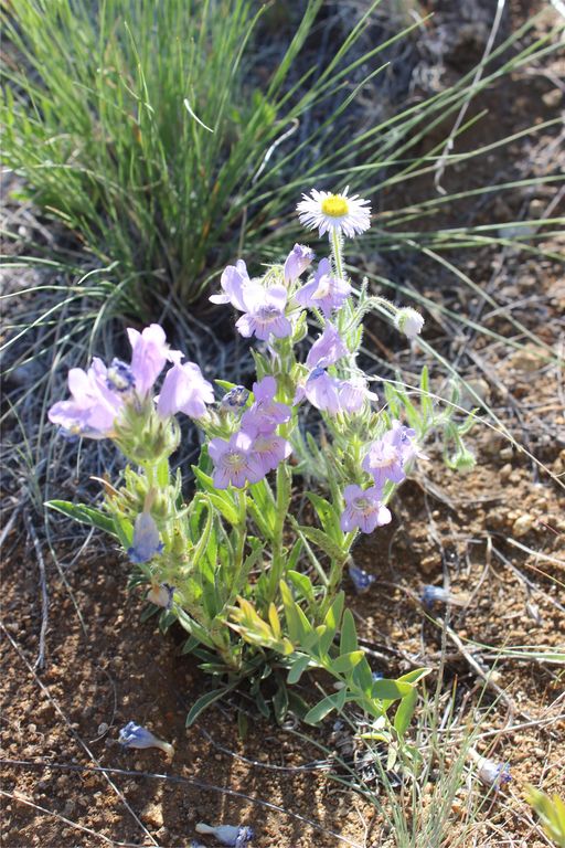 NHN Austin Road, Helena, MT 59601 photo 8