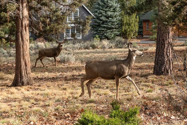 693 E Tyler Avenue, Sisters, OR 97759