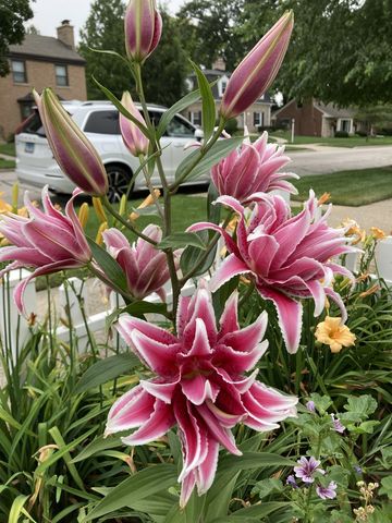 7934 Lotus Avenue, Morton Grove, IL 60053