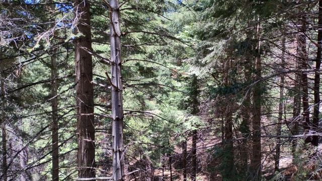 54706 Cedar Drive, Sequoia Crest, CA 93265