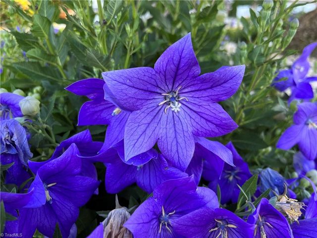 720 Stafford Park Drive, Kernersville, NC 27284