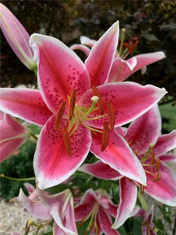 720 Stafford Park Drive, Kernersville, NC 27284