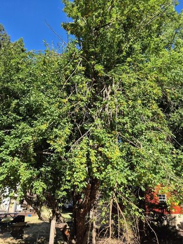 165 Coffeeberry Drive, Boulder Creek, CA 95006