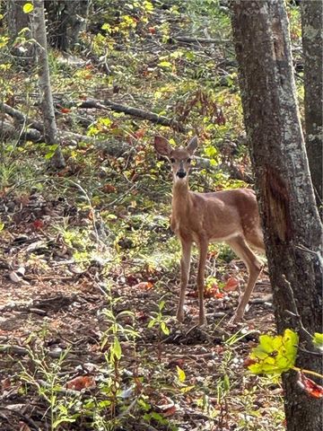 262 Corinth Five Points Road, Buchanan, GA 30113