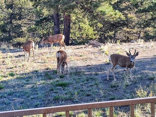 3561 Singletree Rd, Hartsel, CO 80449