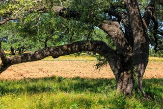 3736-5 County Road 113 RD, Llano, TX 78643