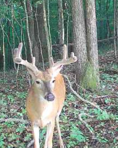 0 Oak Grove Rd, Mulberry, TN 37359