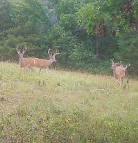 0 Oak Grove Rd, Mulberry, TN 37359