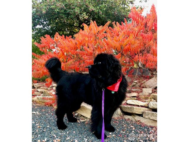 5360 Lighthouse Point Ct, Loveland, CO 80537